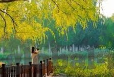 麻豆视频免费大全-麻豆视频全集，探索多元娱乐内容的新窗口